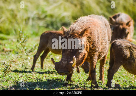 Warthog comune interagire e giocare in un sudafricano game reserve Foto Stock