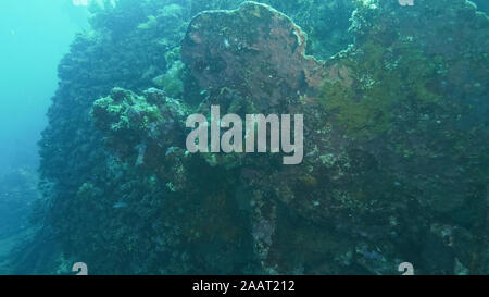 La vita marina coperta ruota sul relitto liberty a tulamben, Bali Foto Stock