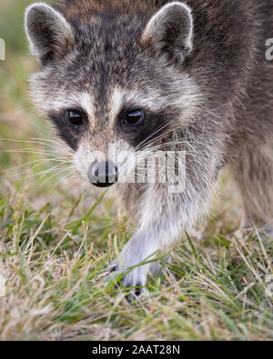 Una madre raccoon alla ricerca di cibo. Foto Stock