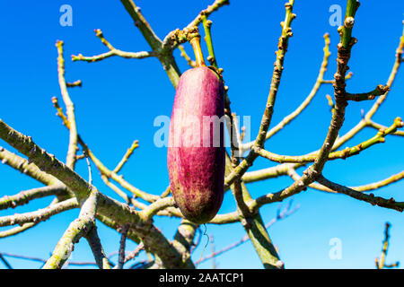Pera a forma di capsula, ovoidale di frutta, pod di filo interdentale albero di seta. Non lascia su di Ceiba speciosa tronchi d'albero. Foto Stock