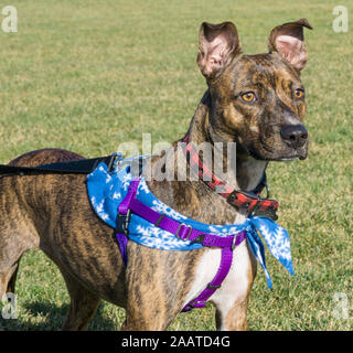 Salvataggio cane trova una nuova casa, pitbull mix, fuori per una passeggiata. Foto Stock