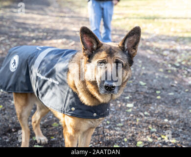 Pastore Tedesco cane, 8 anni, per una passeggiata nel parco. Foto Stock