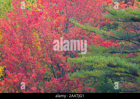 Rosso di pini e di alberi di acero, Eagle Lake, il Parco Nazionale di Acadia, Bar Harbor, Maine Foto Stock