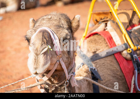 Un primo piano di testa di cammello pronto a prendere i turisti in un giro al tramonto. Yulara, territorio del Nord, Australia Foto Stock