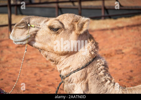 Un primo piano di testa di cammello pronto a prendere i turisti in un giro al tramonto. Yulara, territorio del Nord, Australia Foto Stock