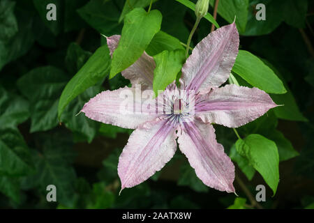 Bellissime clematidi con fiori di rosa chiaro in un giardino sul retro. Clematis cultivar Hagley Hybrid. Foto Stock