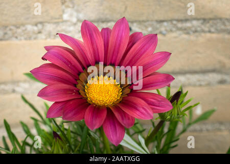 Vista dettagliata della porpora al rosa Gazania rigens (tesoro) fiore in giardino Foto Stock