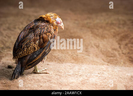 Malati il pollo sul terreno in fattoria. Copia spazio per il testo. Il concetto di malattie infettive di polli. Foto Stock