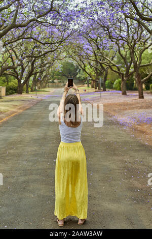 La donna al centro di una strada di scattare una foto con il telefono degli alberi di jacaranda in fioritura, Pretoria, Sud Africa Foto Stock