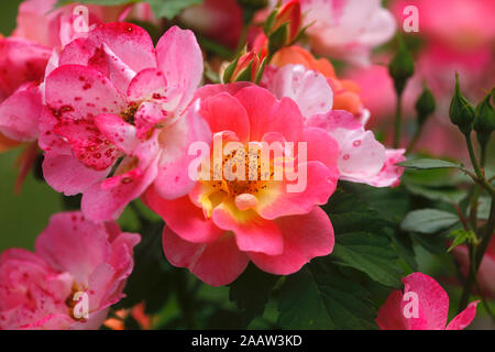 Close-up di rose rosa che cresce in giardino alla Germania Foto Stock