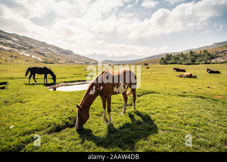 Cavalli su altopiano vicino Lad de Nino, Albertacce, Corsica, Francia Foto Stock