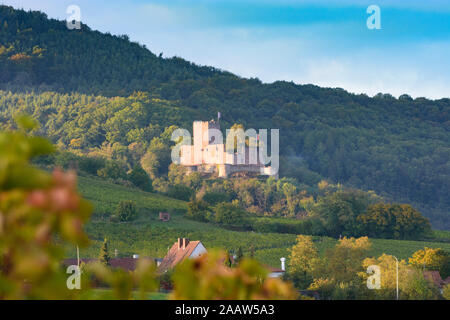 Klingenmünster: Landeck Castello, vigneto in Weinstraße, Itinerario dei vini tedeschi, Renania-Palatinato, Renania-Palatinato, Germania Foto Stock