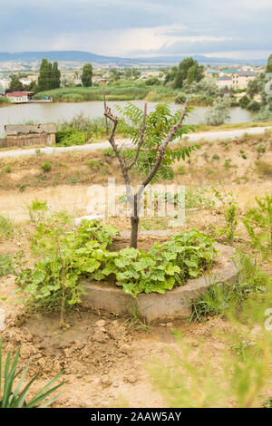 Piantato giovane albero e foglie di uva sul terreno e. lago sullo sfondo Foto Stock