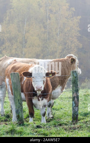 Bovini domestici bestiame, Bos taurus, nei pressi di un allevamento su un pascolo in Germania, Europa occidentale Foto Stock