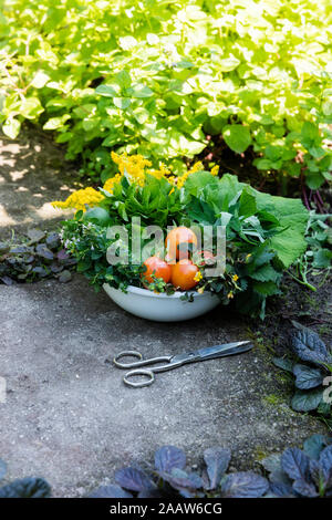 Ciotola di raccolte di erbe selvatiche acetosa, origano, coltsfoot, herb gerard, Ortica, oro e pomodori Foto Stock