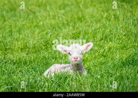 Ritratto di agnello in appoggio sul campo erboso, Otago, Isola del Sud, Nuova Zelanda Foto Stock