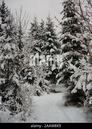 Pini coperti di neve, i rami sono fortemente caricati e circa snap off. Foto Stock