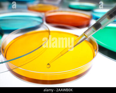 Close-up di campioni il pipettaggio in capsule di petri contenente agar gelatine in laboratorio Foto Stock