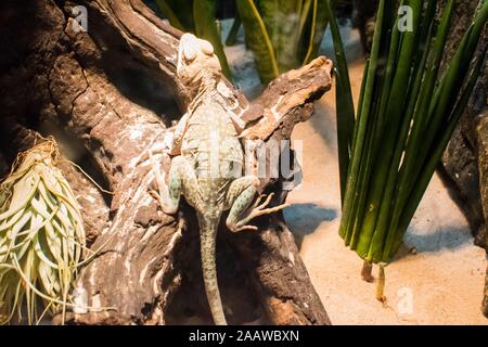 In prossimità di un piccolo camaleonte su un log Foto Stock