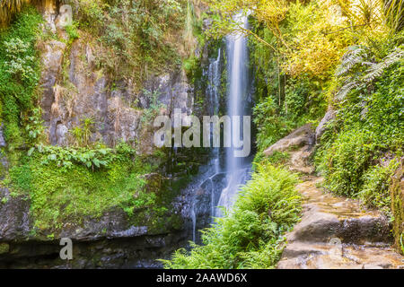 Le cascate Inferiori, Kaiate Falls, Baia di Planty, Isola del nord, Nuova Zelanda Foto Stock