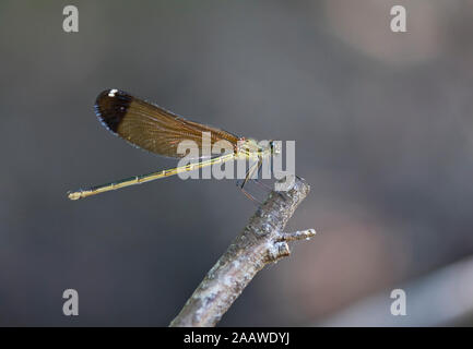 Close-up di damselfly sul ramoscello, Corsica, Francia Foto Stock