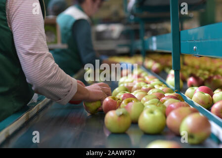 I lavoratori di sesso femminile controllo mele sul nastro trasportatore in apple-fabbrica di succo Foto Stock