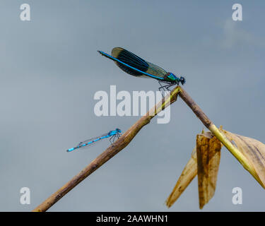 Nastrare demoiselle e perno comune su impianto a Riserva Isarauen, Baviera, Germania Foto Stock