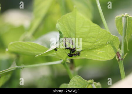 Close up macro shot con insetto bug black formiche su una foglia verde.Ritratto grandi macro formiche su albero con verde sullo sfondo della natura Foto Stock