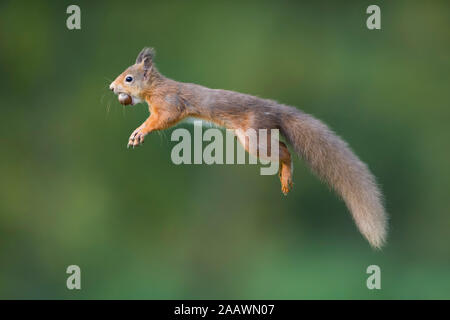 Jumping scoiattolo rosso carrrying nocciola in bocca Foto Stock