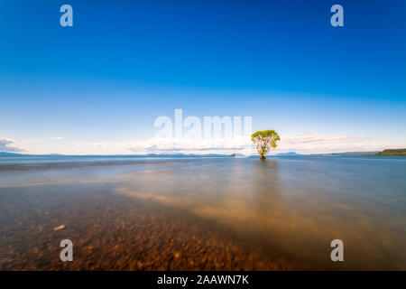 Albero nel Lago Taupo, Isola del Sud, Nuova Zelanda Foto Stock