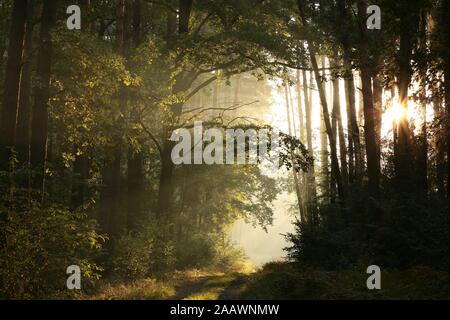 Country Road attraverso il brumoso autunno foresta a sunrise. Foto Stock