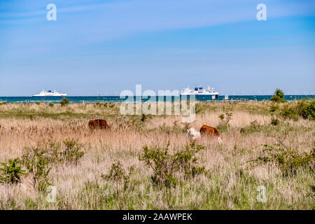 Germania, Schleswig-Holstein, Fehmarn, il pascolo di bestiame su erba costiere con navi da crociera in background Foto Stock