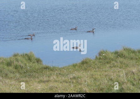 Sommozzatore rosso-throated (Gavia stellata), uccelli adulti raccolta su un allevamento non lochan, Eshaness, Shetland Scozia Scotland Foto Stock