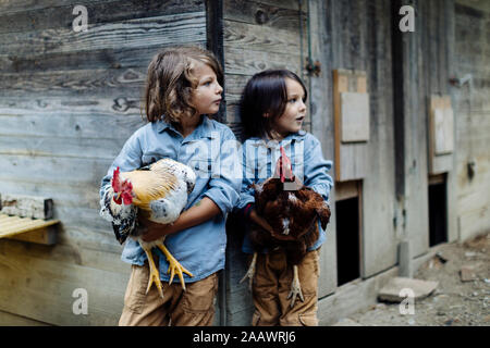 Due bambini azienda polli su di una azienda agricola biologica Foto Stock