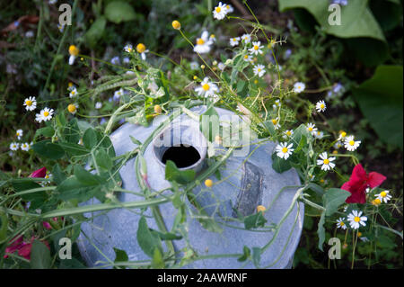 Angolo di alta vista chamomiles con vaso a terra Foto Stock