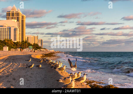 Gabbiani sulla riva del mare a Miami Beach contro sky, Florida, Stati Uniti d'America Foto Stock