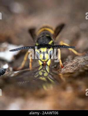 Close-up di comune wasp su roccia Foto Stock