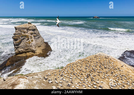 Booby volando sul mare durante la giornata di sole, Auckland, Nuova Zelanda Foto Stock