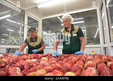 I lavoratori di sesso femminile controllo mele sul nastro trasportatore in apple-fabbrica di succo Foto Stock