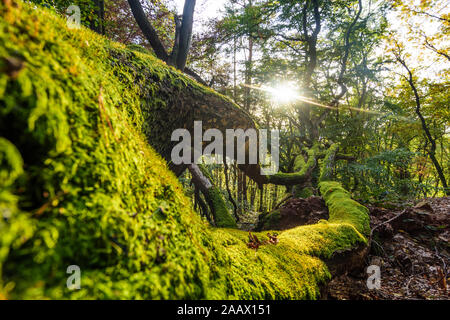 Neustadt an der Weinstrasse: faggi foresta, foglie, caduto albero morto, giungla in Pfälzerwald, Foresta del Palatinato, Renania-Palatinato, Rhineland-Palatin Foto Stock