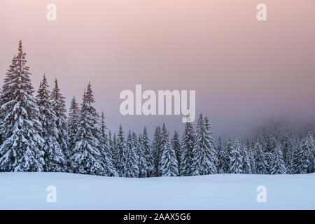 Misterioso paesaggio invernale, maestose montagne con coperta di neve albero. Carta fotografica per biglietti d'auguri. Carpazi Ucraina Europa Foto Stock