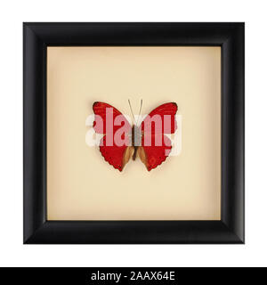 Bel rosso farfalla in un riquadro nero sotto il vetro. Una rara specie di farfalle. Cymothoe excelsa. Nymphalidae Foto Stock