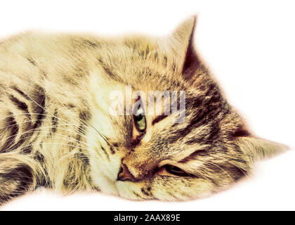 Ritratto di striato grigio cat in appoggio isolati su sfondo bianco Foto Stock