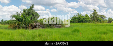 Una famiglia di rinoceronte bianco del sud (sud della piazza-rhinoceros a labbro, Ceratotherium simum simum) su un isola in Ziwa santuario di Rhino, Uganda Foto Stock