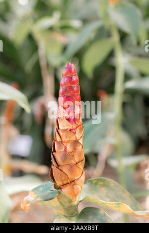 Close-up del cono rosso del pulsante rosso lo zenzero pianta, costo woodsonii, nel giardino di Edison station wagon, Fort Myers, Florida, Stati Uniti d'America Foto Stock