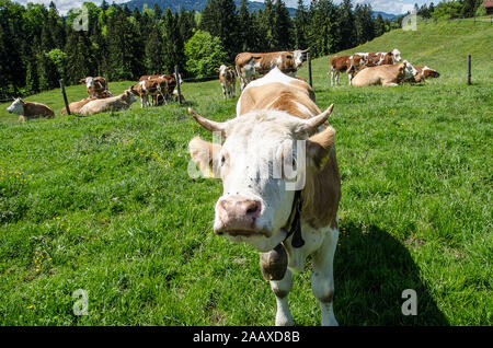 La Fleckvieh originato in Austria e in Baviera dal cross-allevamento di magazzino locale con Simmental bovini importati dalla Svizzera Foto Stock