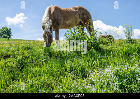 I cavalli in un prato in Baviera Foto Stock