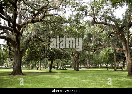 Live oaks coperte di muschio Spagnolo in Forsyth park Savannah in Georgia negli Stati Uniti Foto Stock