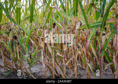 Chiudere fino a un campo di mais vicino a Ilawa città nel voivodato Warmian-Masurian, Polonia settentrionale Foto Stock