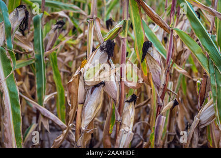 Chiudere fino a un campo di mais vicino a Ilawa città nel voivodato Warmian-Masurian, Polonia settentrionale Foto Stock